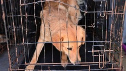 Бездомных собак отлавливают Будённовском округе 